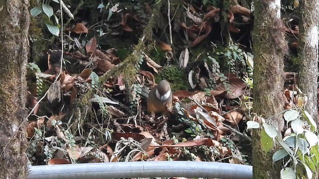 White-throated Laughingthrush - ML635509221