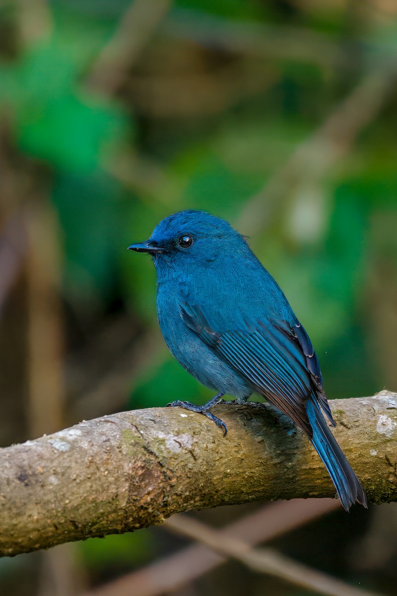 Nilgiri Flycatcher - ML635509447