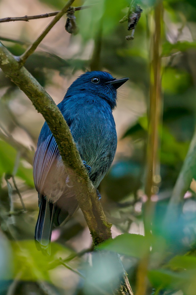 Nilgiri Flycatcher - ML635509448