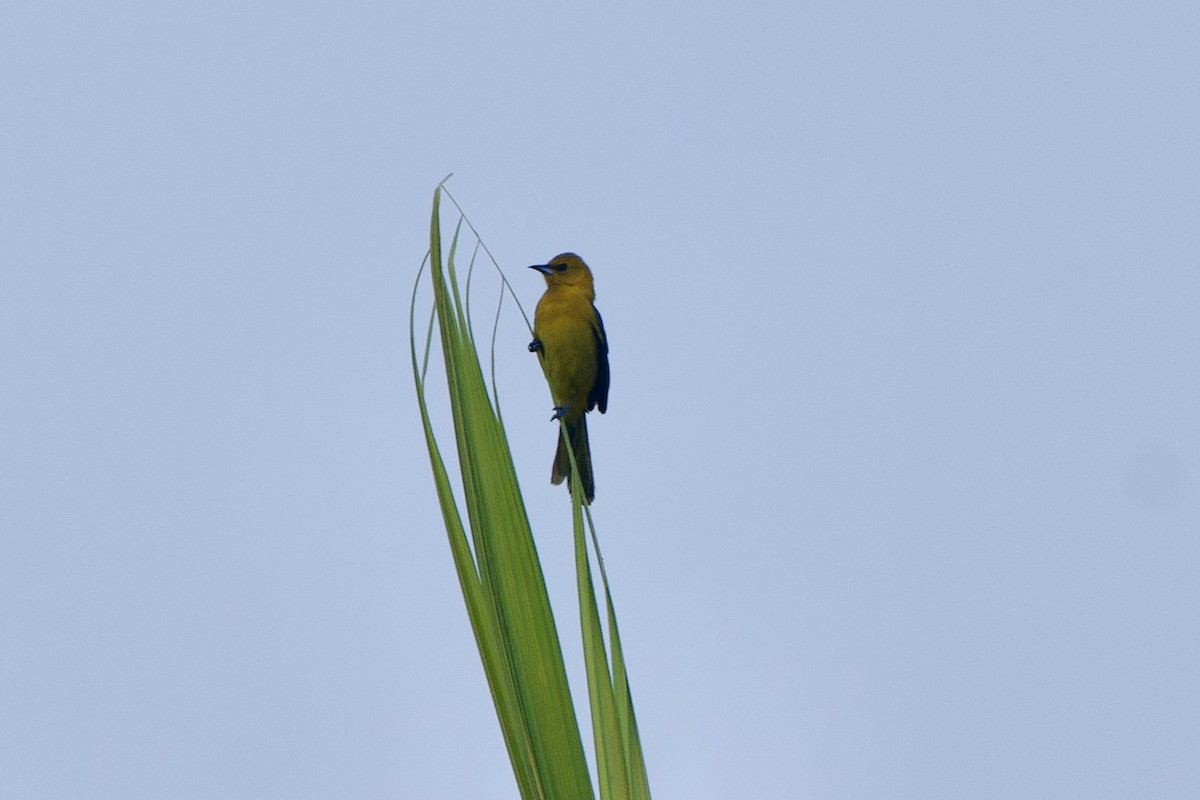 Orchard Oriole - ML635509501