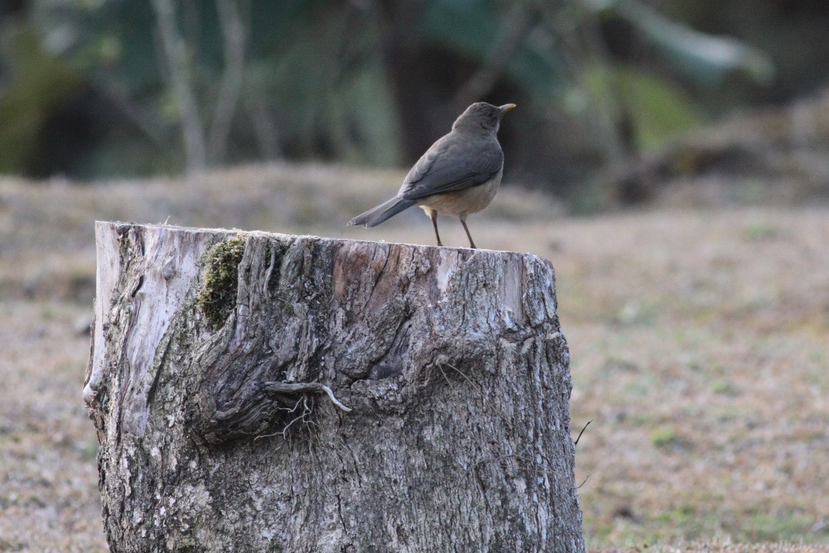 Clay-colored Thrush - Michael Todd