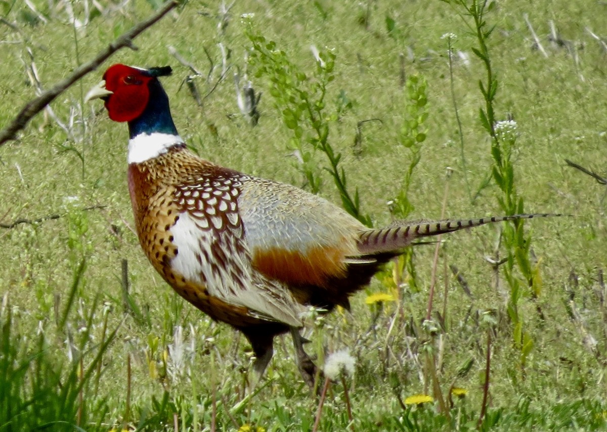 Ring-necked Pheasant - ML635509582