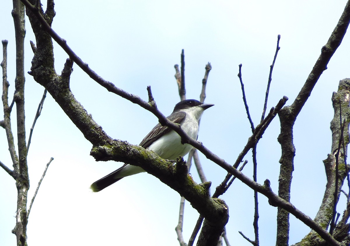 Eastern Kingbird - ML635509650