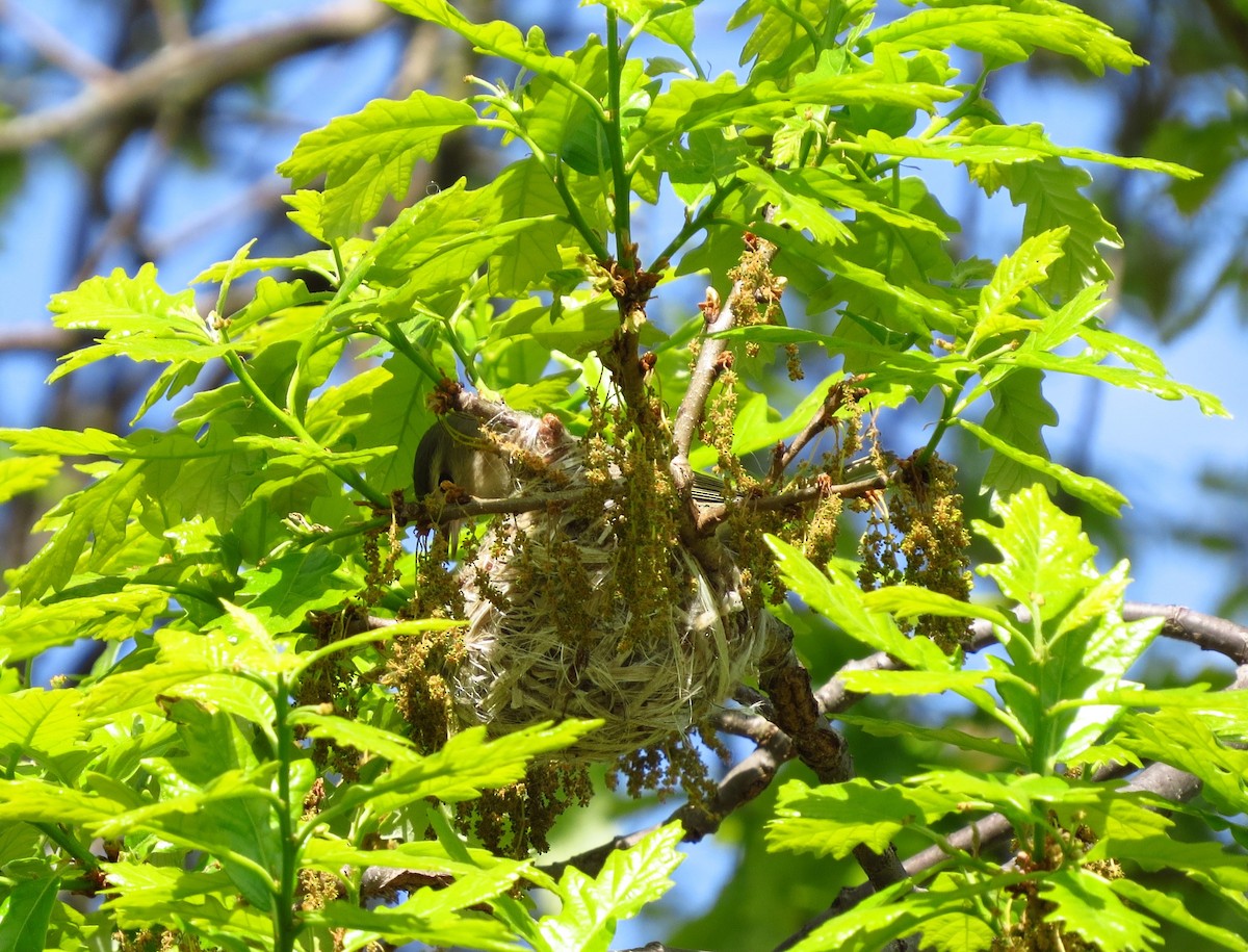 Warbling Vireo - ML635509664