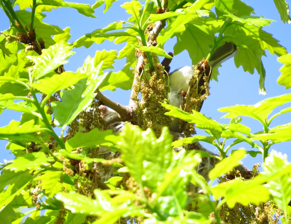 Warbling Vireo - ML635509665