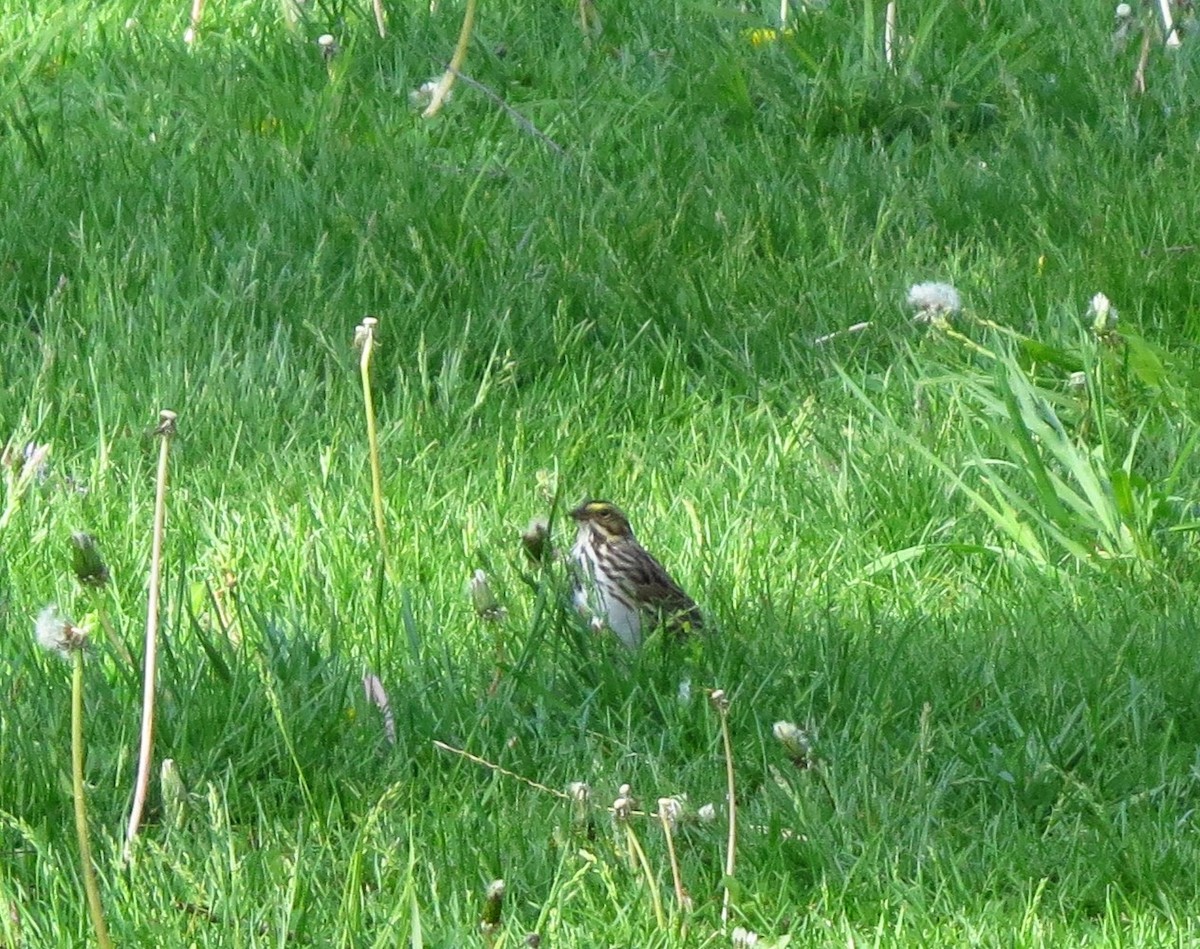 Savannah Sparrow - ML635509692
