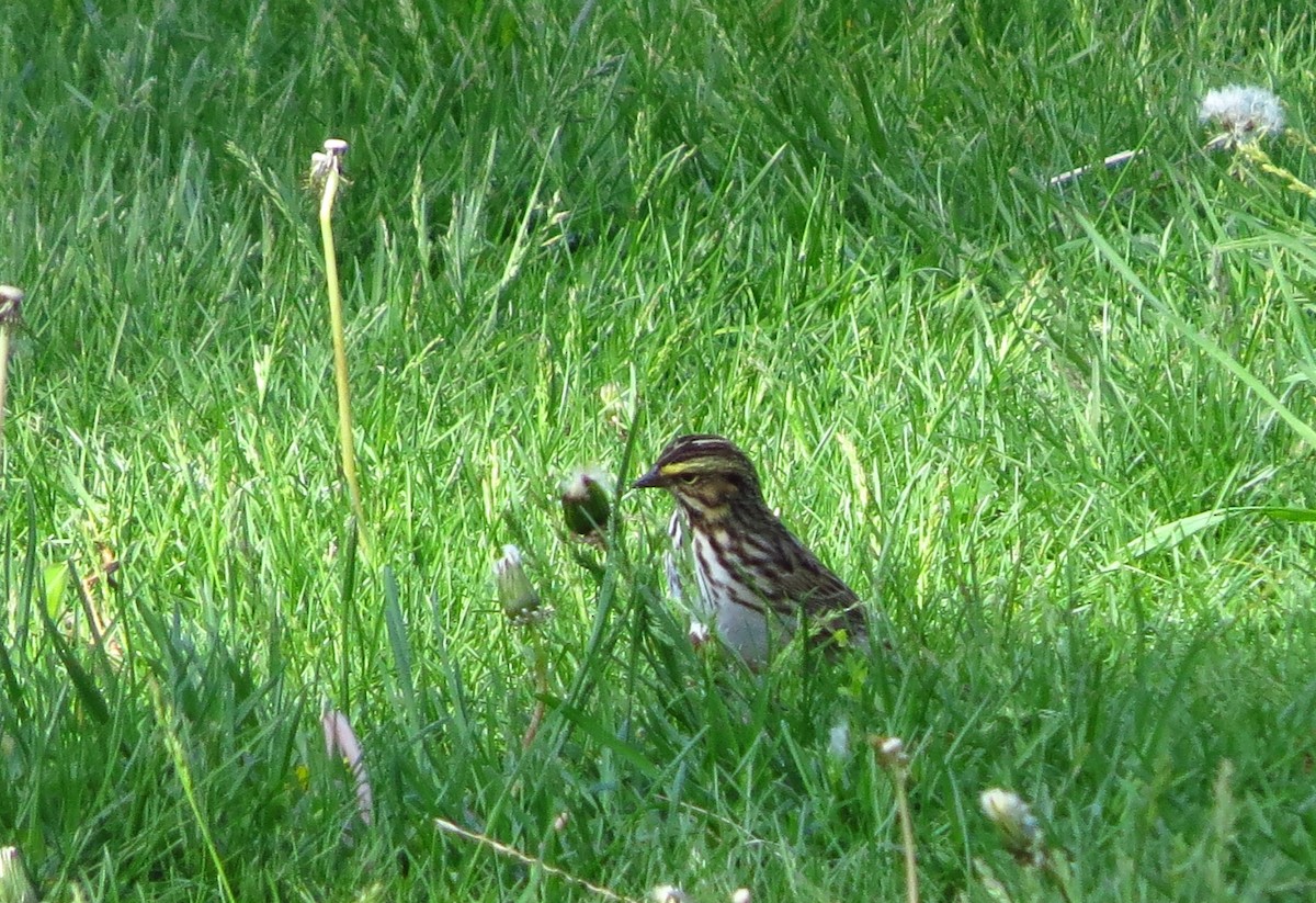 Savannah Sparrow - ML635509693