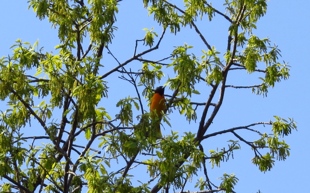 Baltimore Oriole - ML635509703