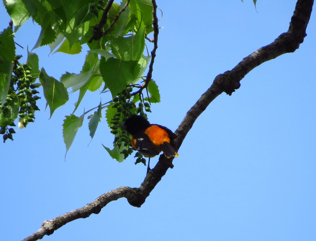Baltimore Oriole - ML635509704
