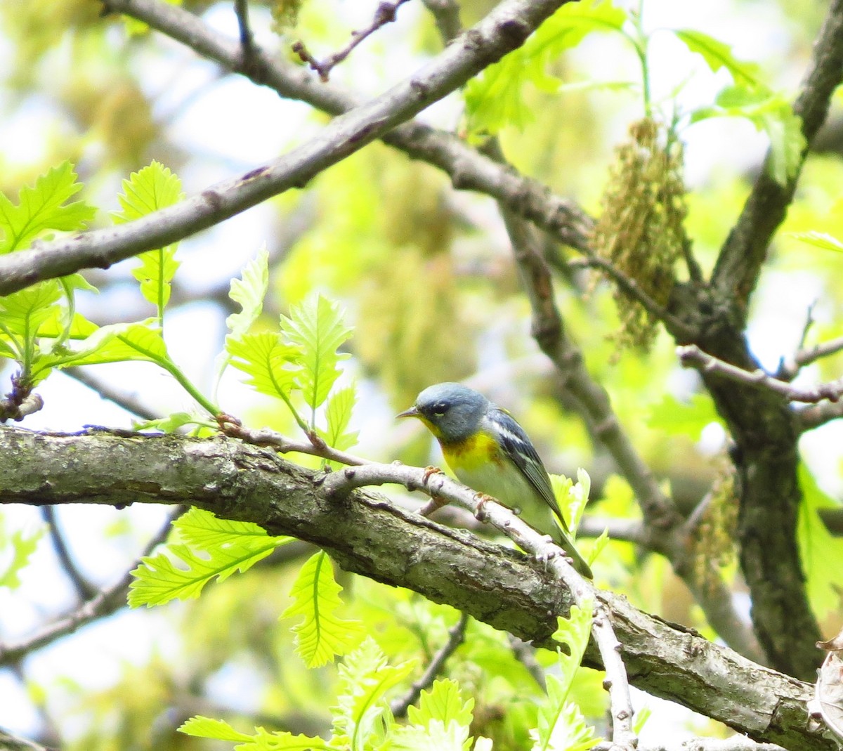 Northern Parula - ML635509737