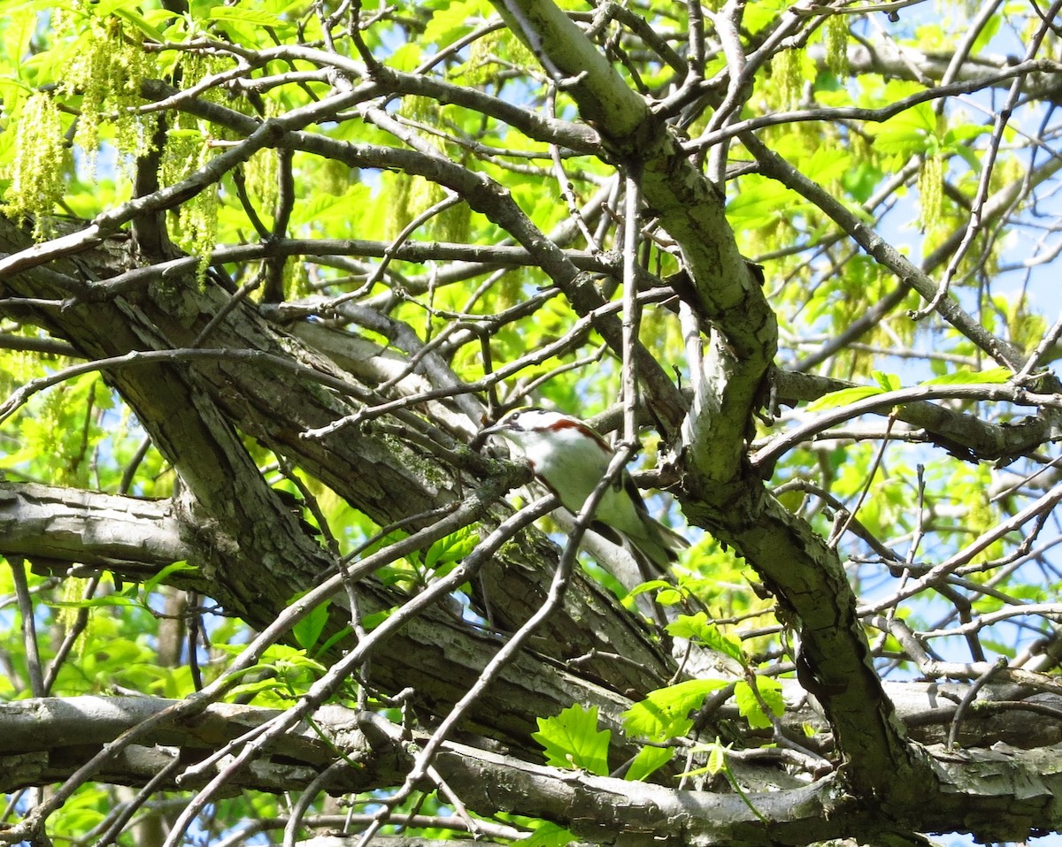 Chestnut-sided Warbler - ML635509757