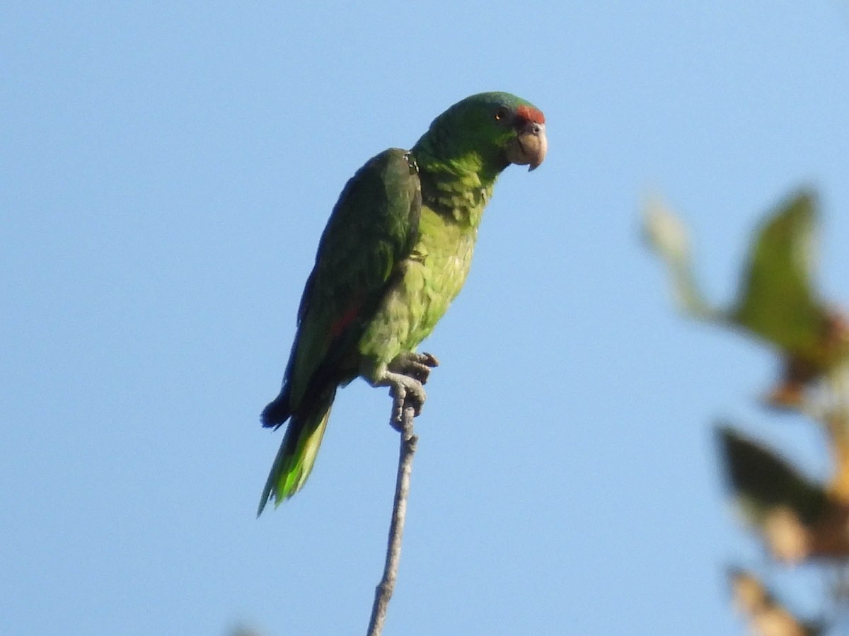 Red-lored Amazon - ML635509763