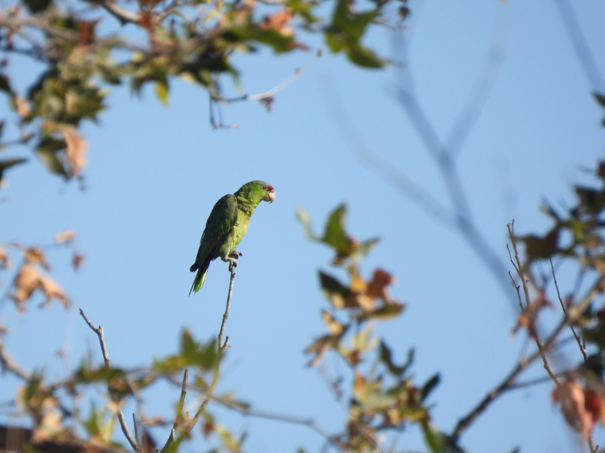 Red-lored Amazon - ML635509769