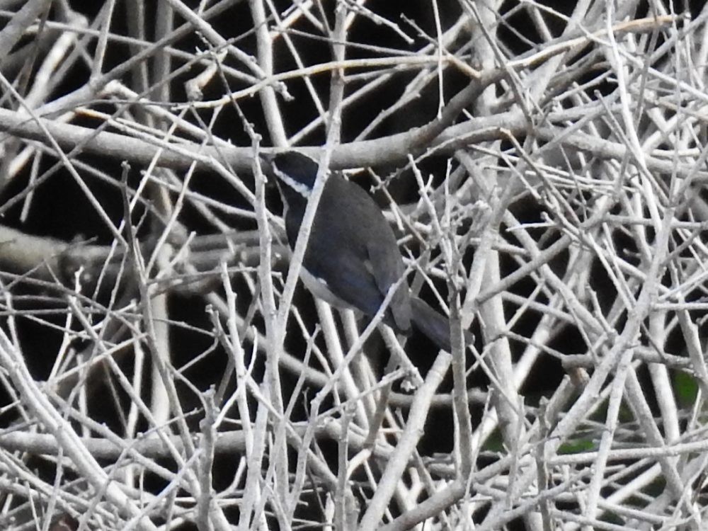 Bananaquit - ML635509773