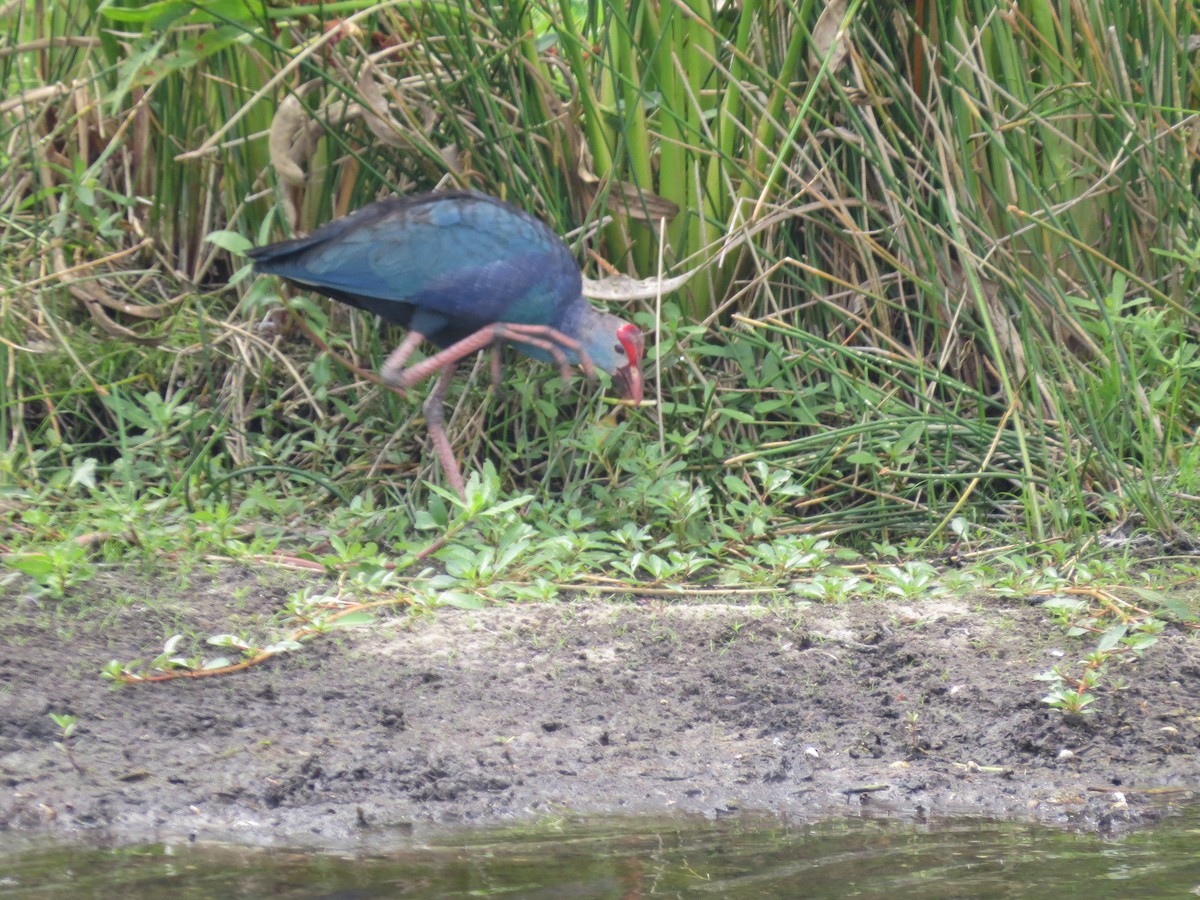 Gray-headed Swamphen - ML635509826