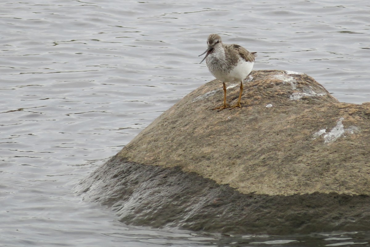 Terek Sandpiper - ML635509828
