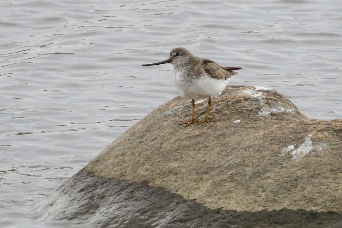 Terek Sandpiper - ML635509829