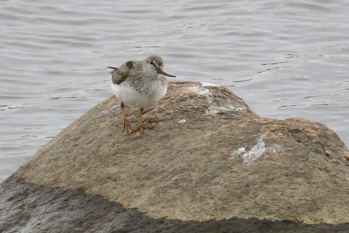 Terek Sandpiper - ML635509830