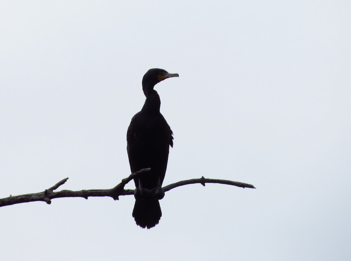 Double-crested Cormorant - ML635509880