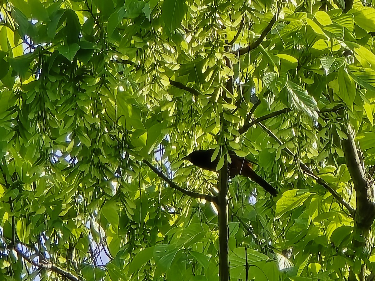 Orchard Oriole - ML635509886