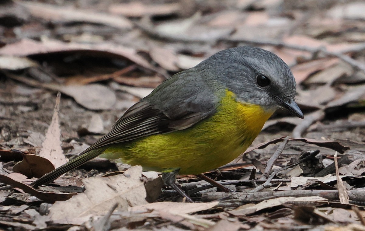 Eastern Yellow Robin - ML635509916