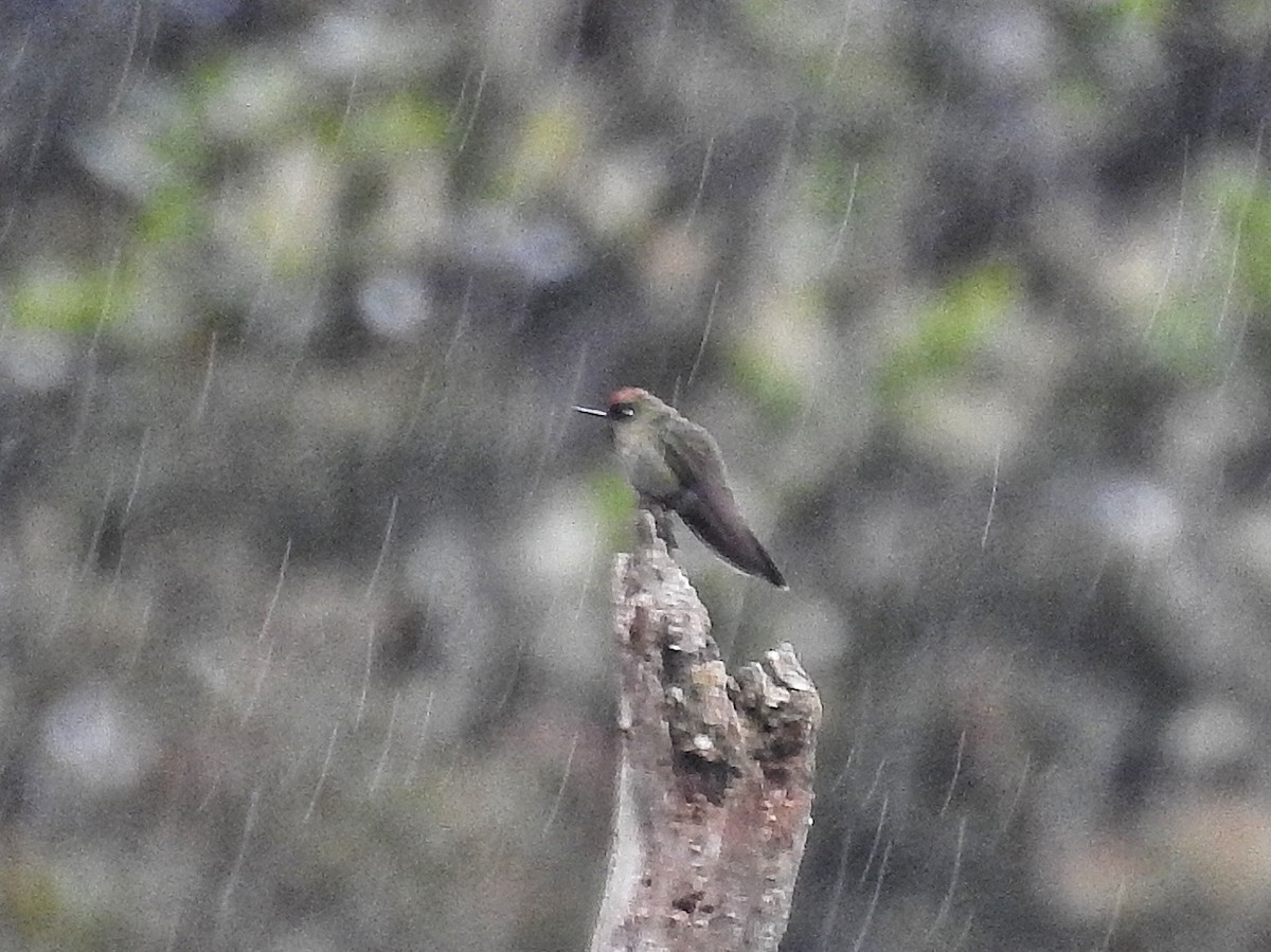 Rufous-capped Thornbill - ML635509952