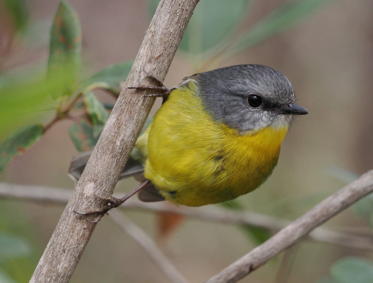 Eastern Yellow Robin - ML635509963