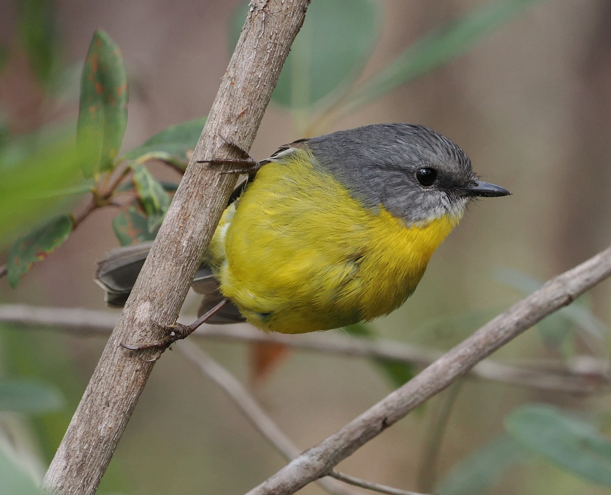 Eastern Yellow Robin - ML635509970