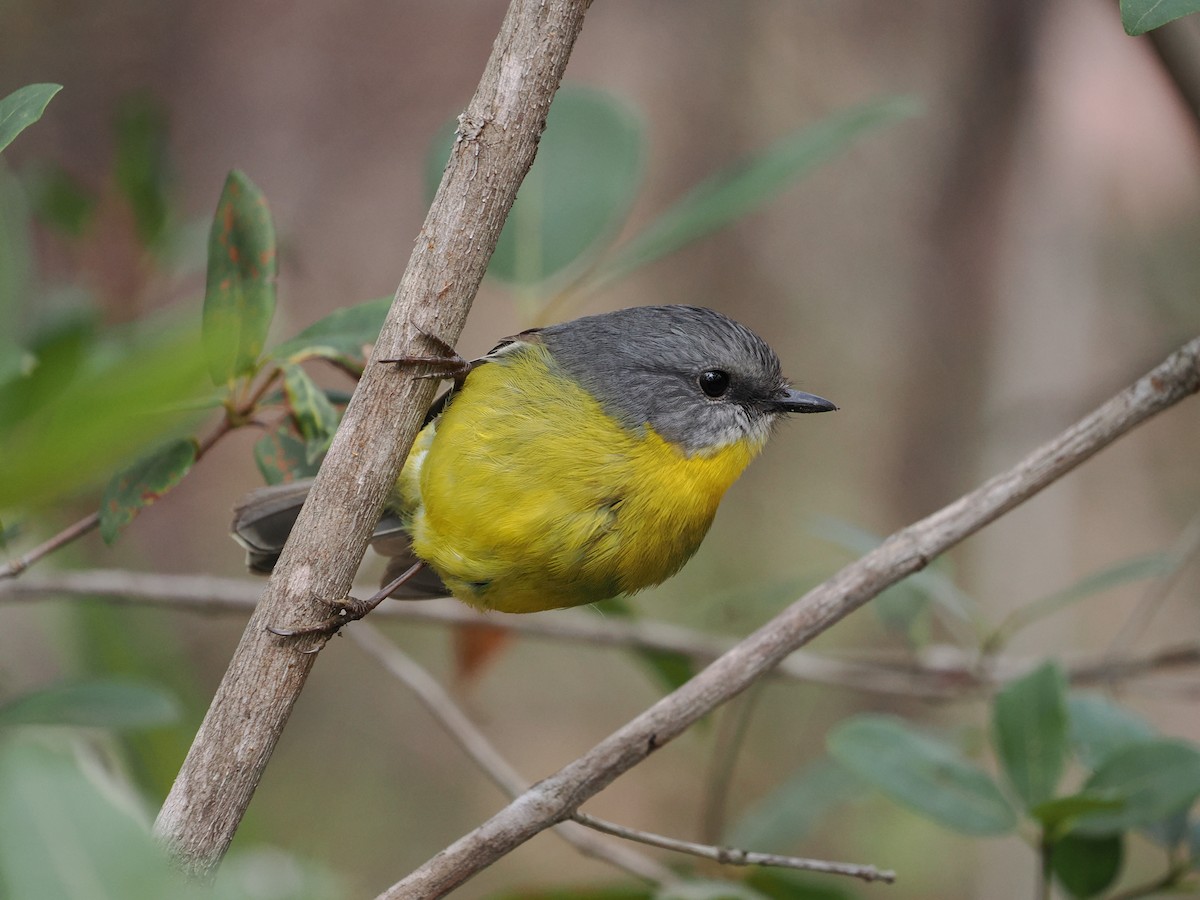 Eastern Yellow Robin - ML635509980