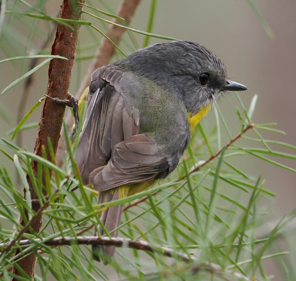 Eastern Yellow Robin - ML635509985