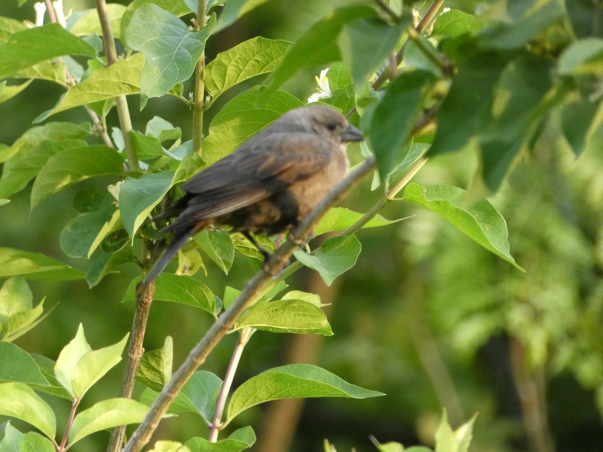 brunhodetrupial - ML635510021