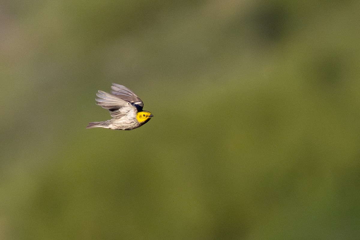 Hermit Warbler - ML635510047
