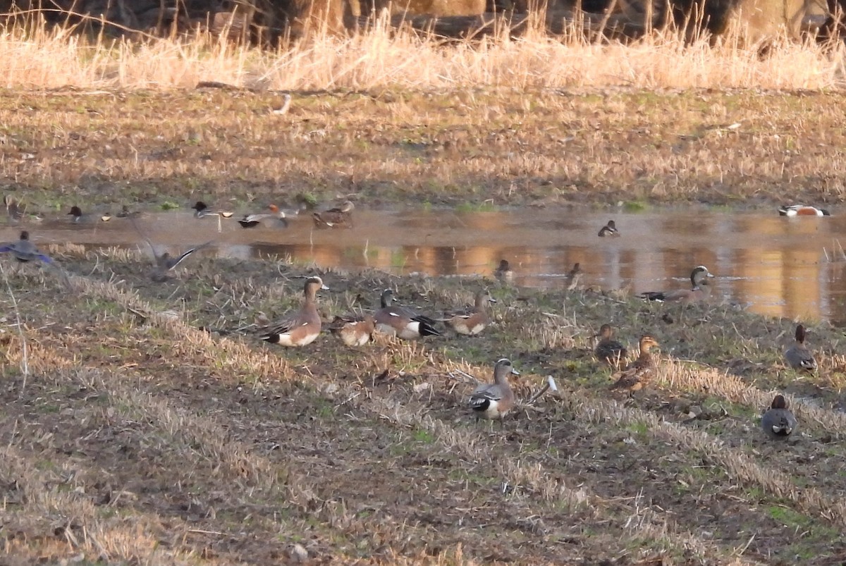 American Wigeon - ML635510069