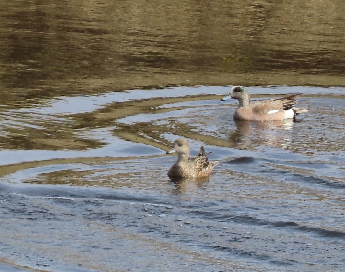 American Wigeon - ML635510082
