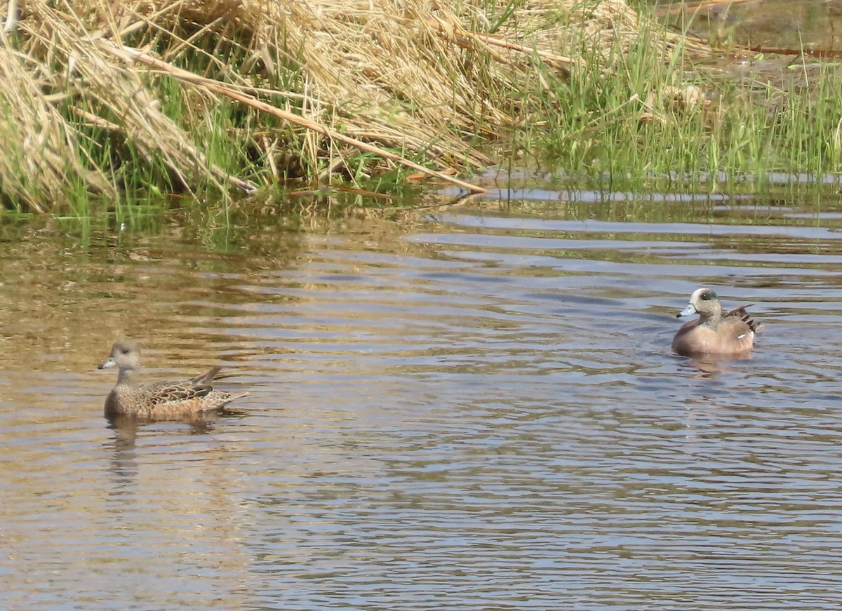 American Wigeon - ML635510111
