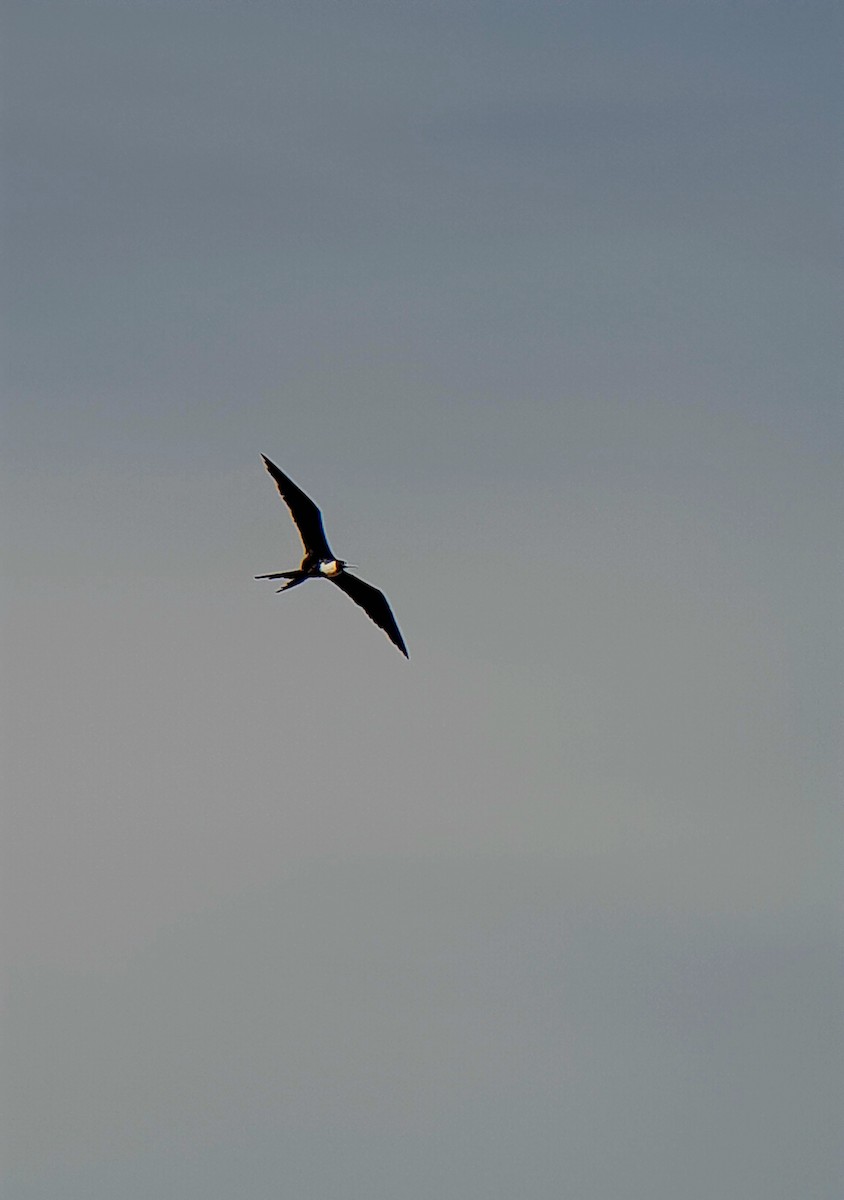 Magnificent Frigatebird - ML635510123