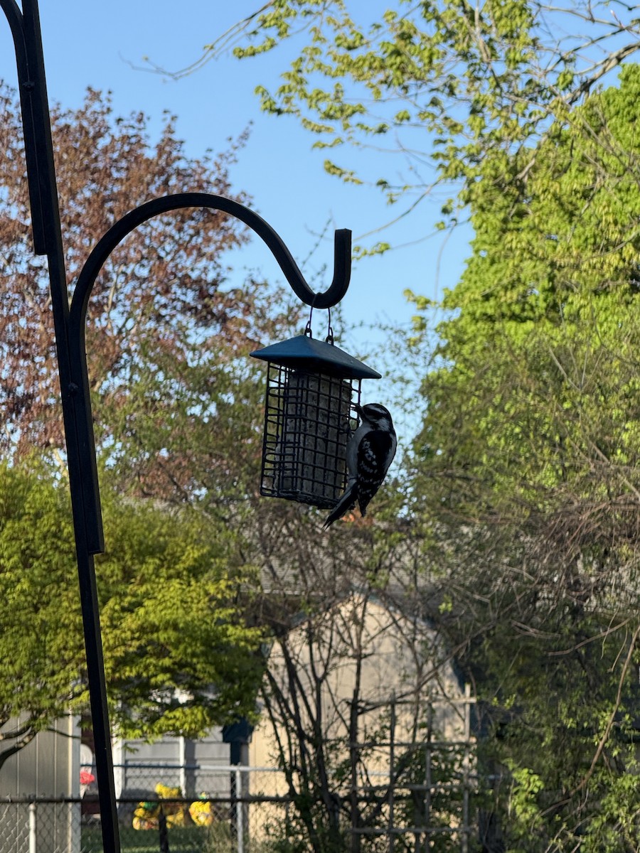 Downy Woodpecker - ML635510173