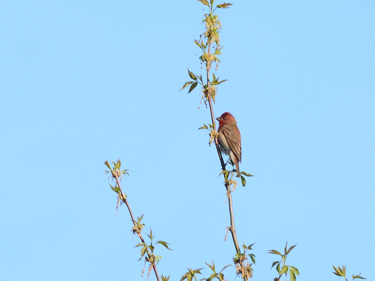 Camachuelo Carminoso - ML635510209
