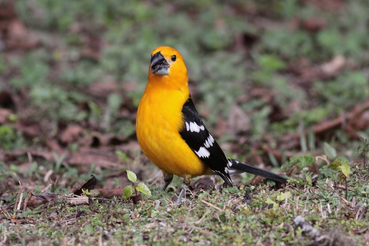 Yellow Grosbeak (Guatemalan) - Michael Todd