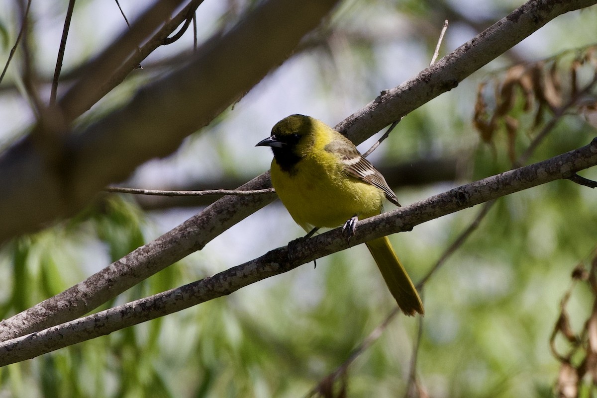 Orchard Oriole - ML635510211