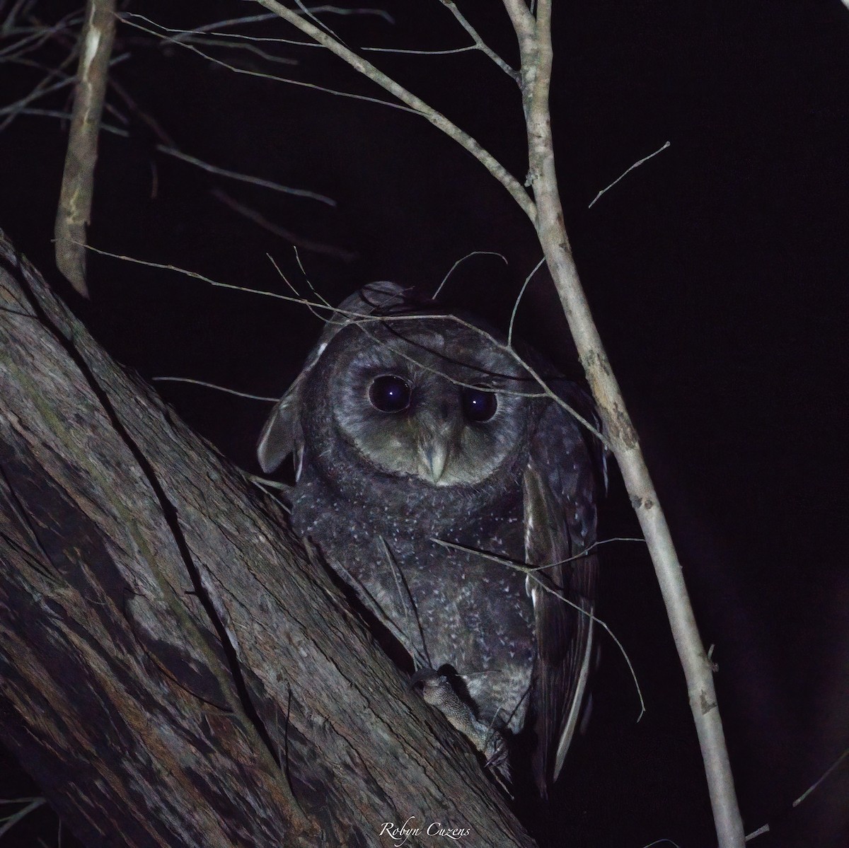 Sooty Owl - ML635510267