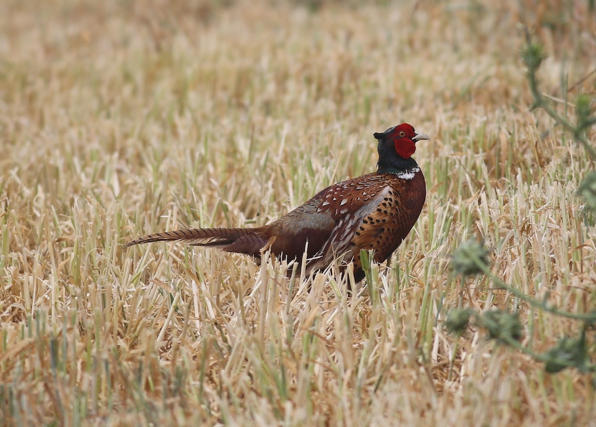 Зэрлэг гургуул - ML635510308