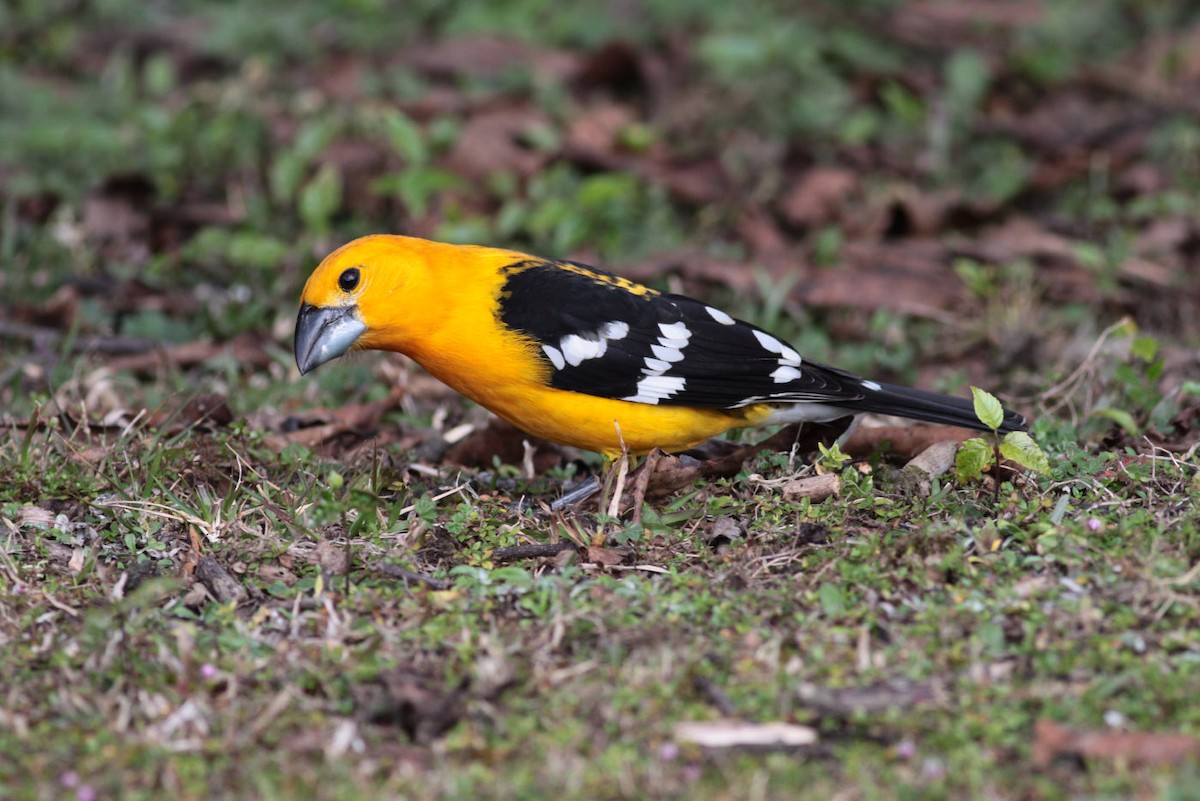 Yellow Grosbeak (Guatemalan) - ML63551031