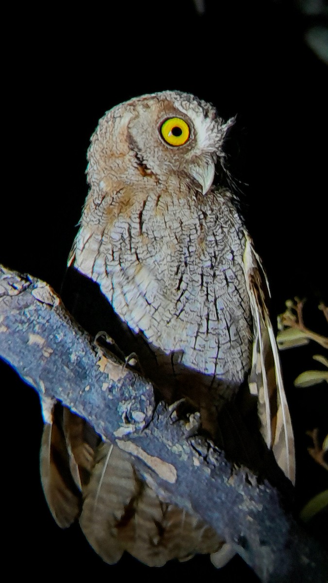 Tropical Screech-Owl - ML635510314