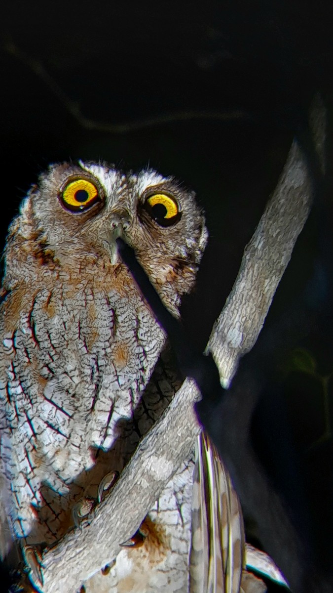 Tropical Screech-Owl - ML635510315