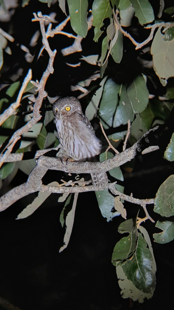 Ferruginous Pygmy-Owl - ML635510407