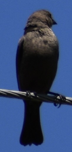 brunhodetrupial - ML635510462