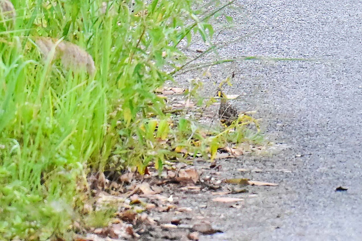 Mountain Bamboo-Partridge - ML635510471