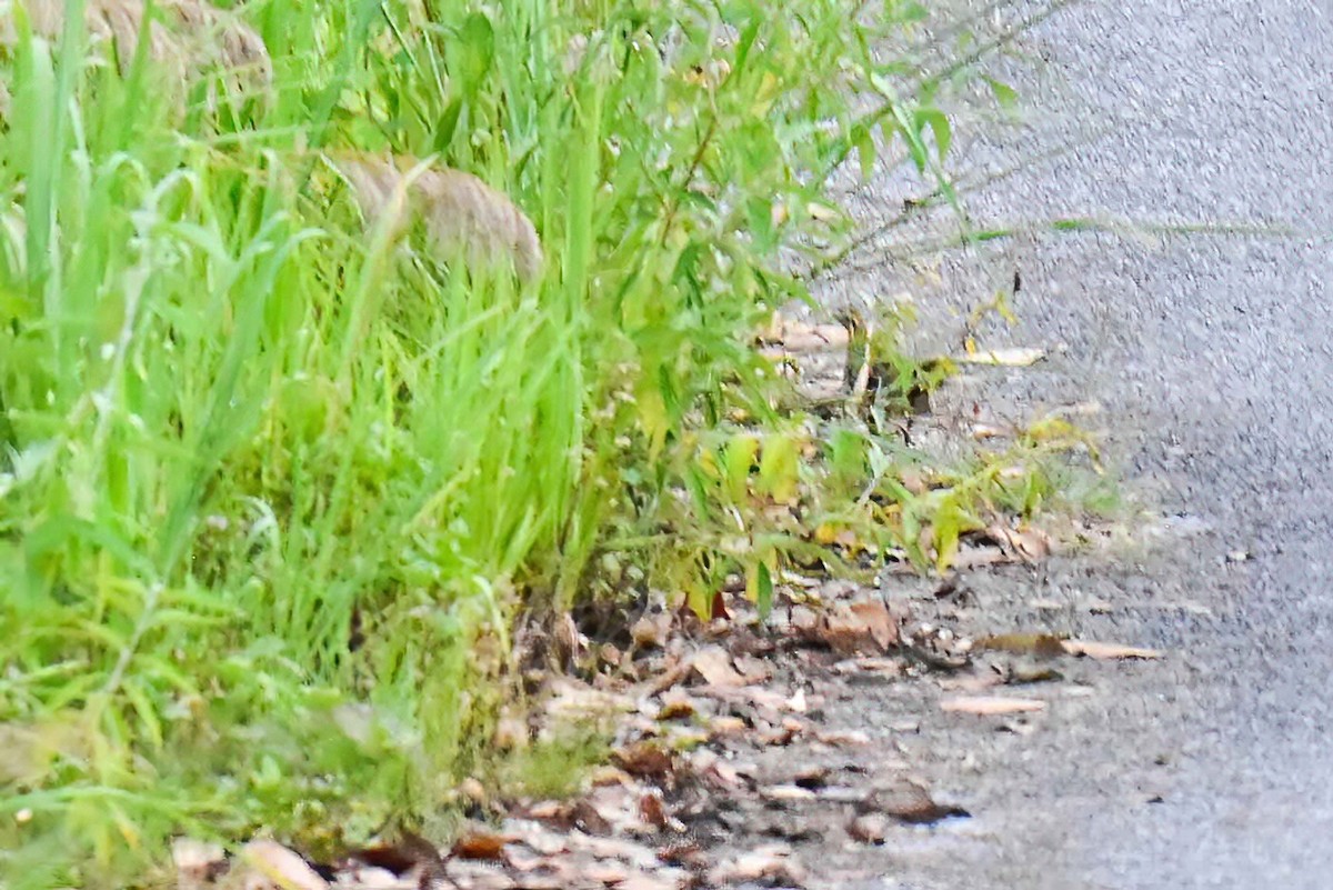 Mountain Bamboo-Partridge - ML635510472