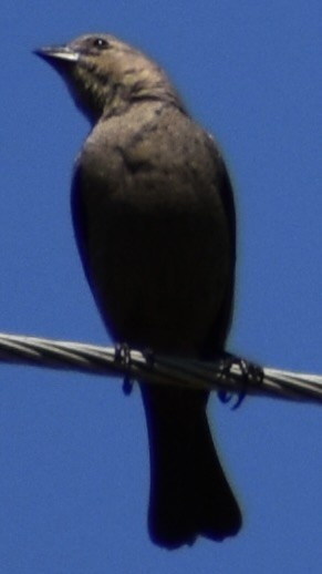 brunhodetrupial - ML635510475